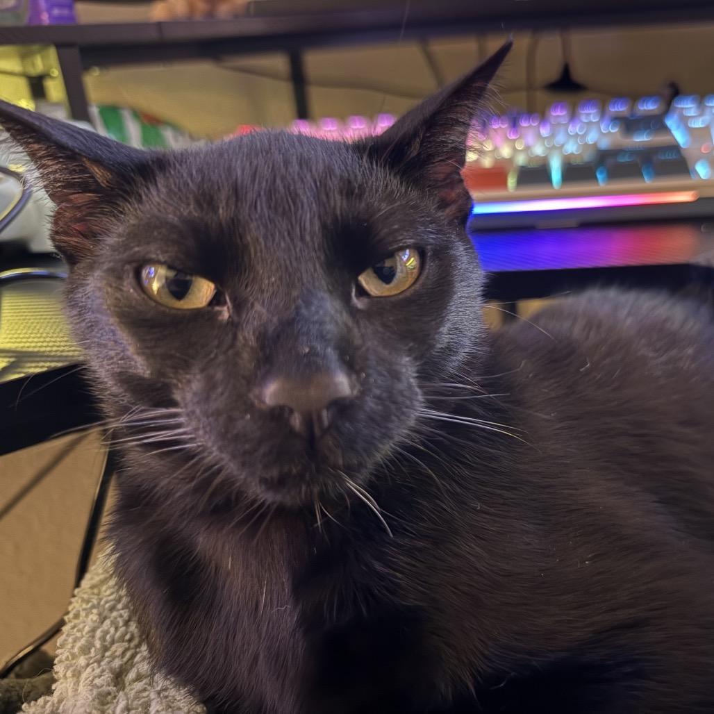 Enlarge Jaime, a Adoptable Domestic Short Hair in Pacific Grove, CA image 2/6