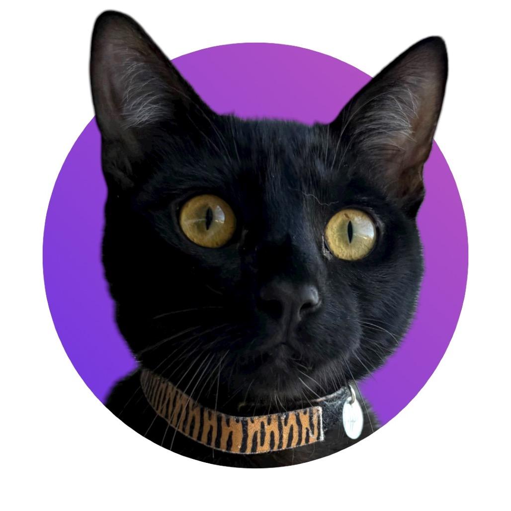 Enlarge Jaime, a Adoptable Domestic Short Hair in Pacific Grove, CA image 2/6