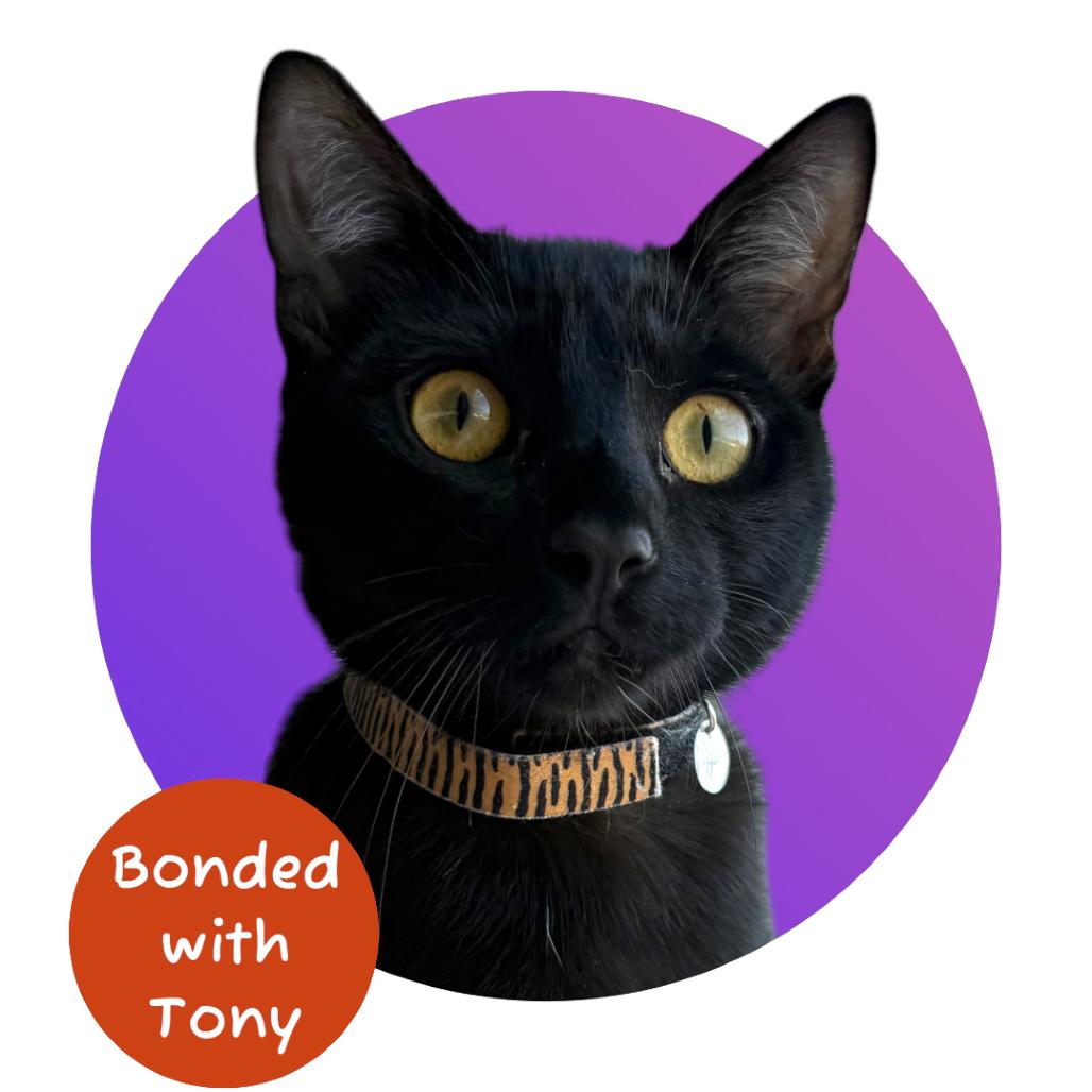 Enlarge Jaime, a Adoptable Domestic Short Hair in Pacific Grove, CA image 4/6