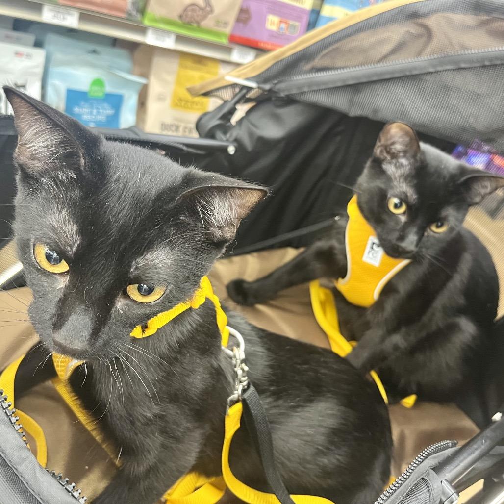 Enlarge Jaime, a Adoptable Domestic Short Hair in Pacific Grove, CA image 5/6