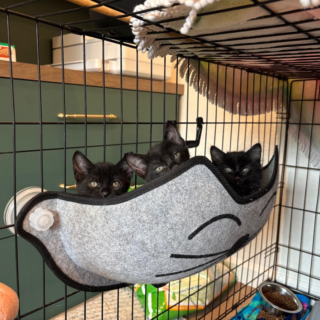 Enlarge Jaime, a Adoptable Domestic Short Hair in Pacific Grove, CA image 5/6