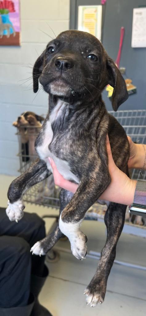 Abe, Adoptable, Young Male Catahoula Leopard Dog & Boxer.