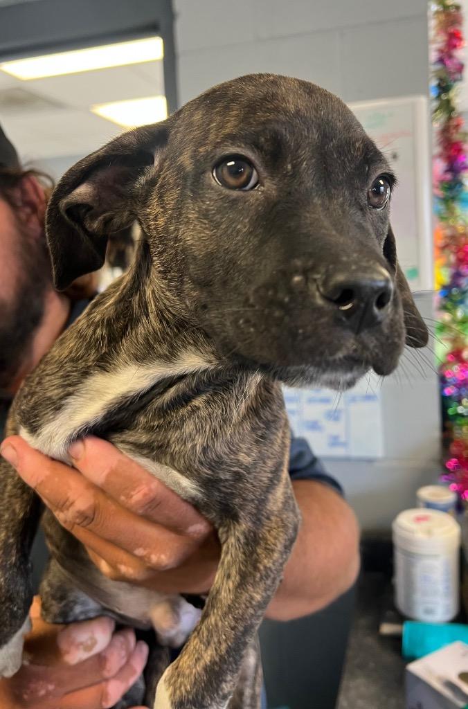 Abe, a Adoptable mixed breed in Greenwood, MS image 2/2