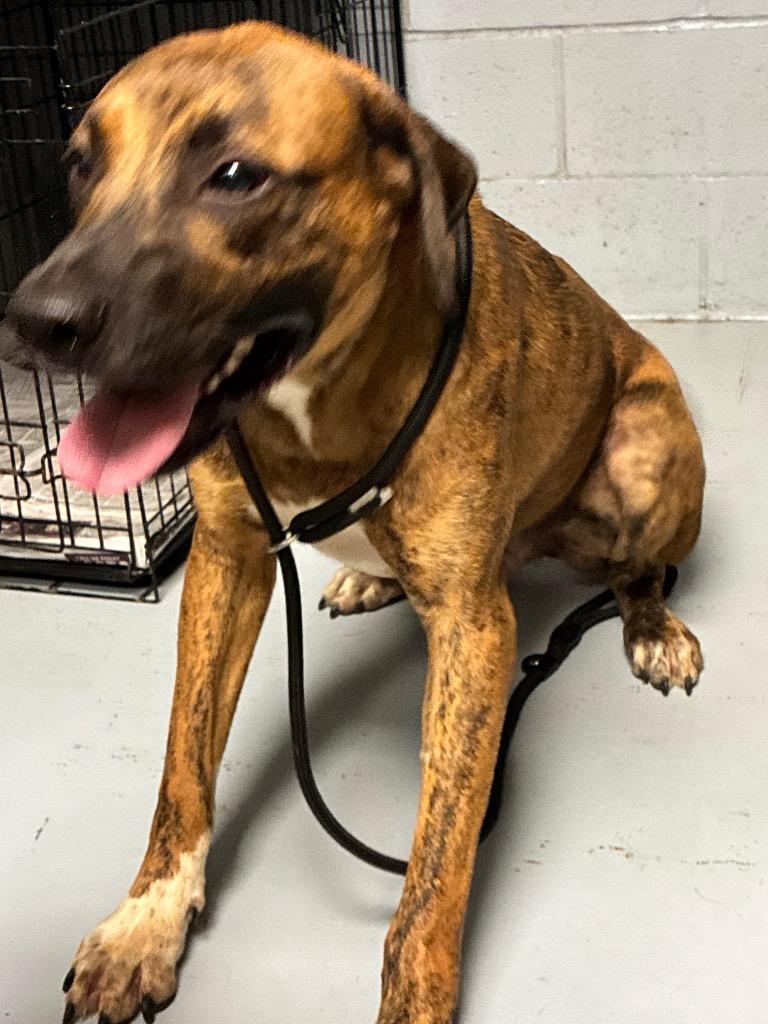 Enlarge Abe, a Adoptable mixed breed in Greenwood, MS image 1/1