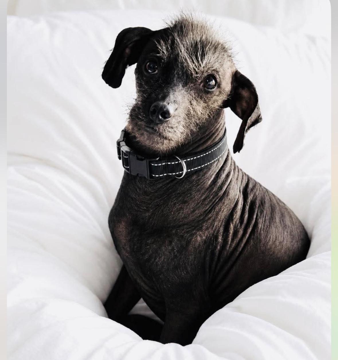 Jack, adopted, Adult Male Xoloitzcuintli / Mexican Hairless.