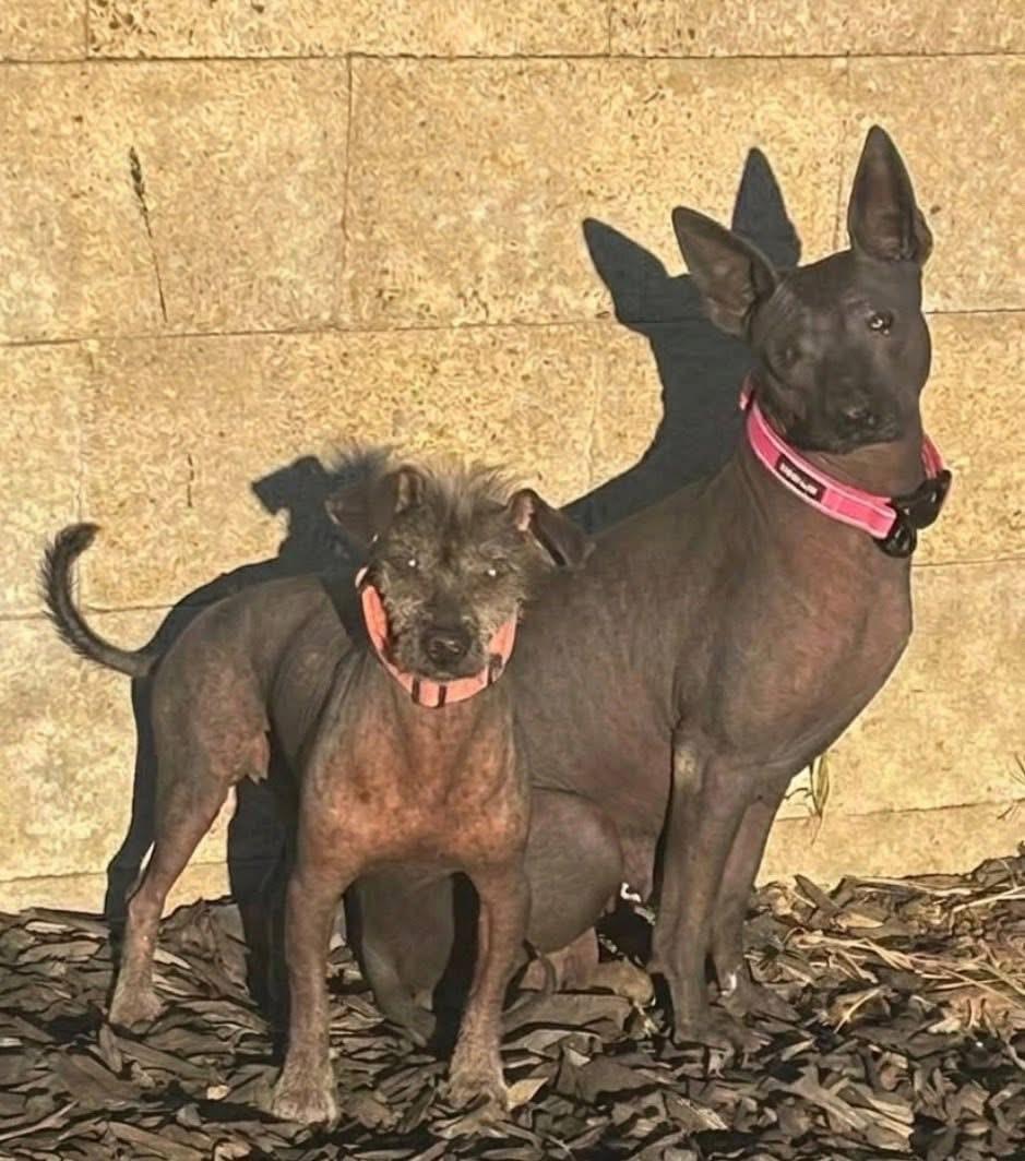 Enlarge Jack, an adopted Xoloitzcuintli / Mexican Hairless in Upland, CA image 3/4