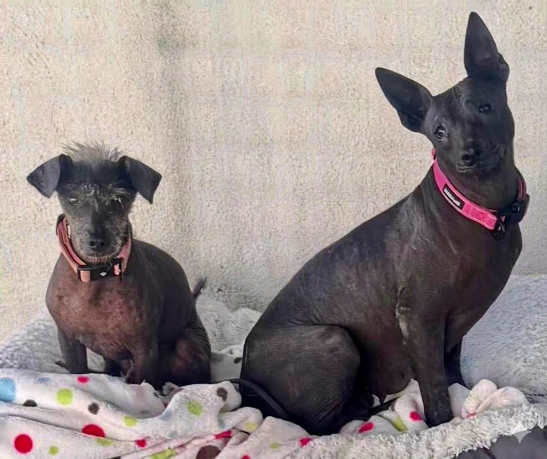 Enlarge Jack, an adopted Xoloitzcuintli / Mexican Hairless in Upland, CA image 4/4