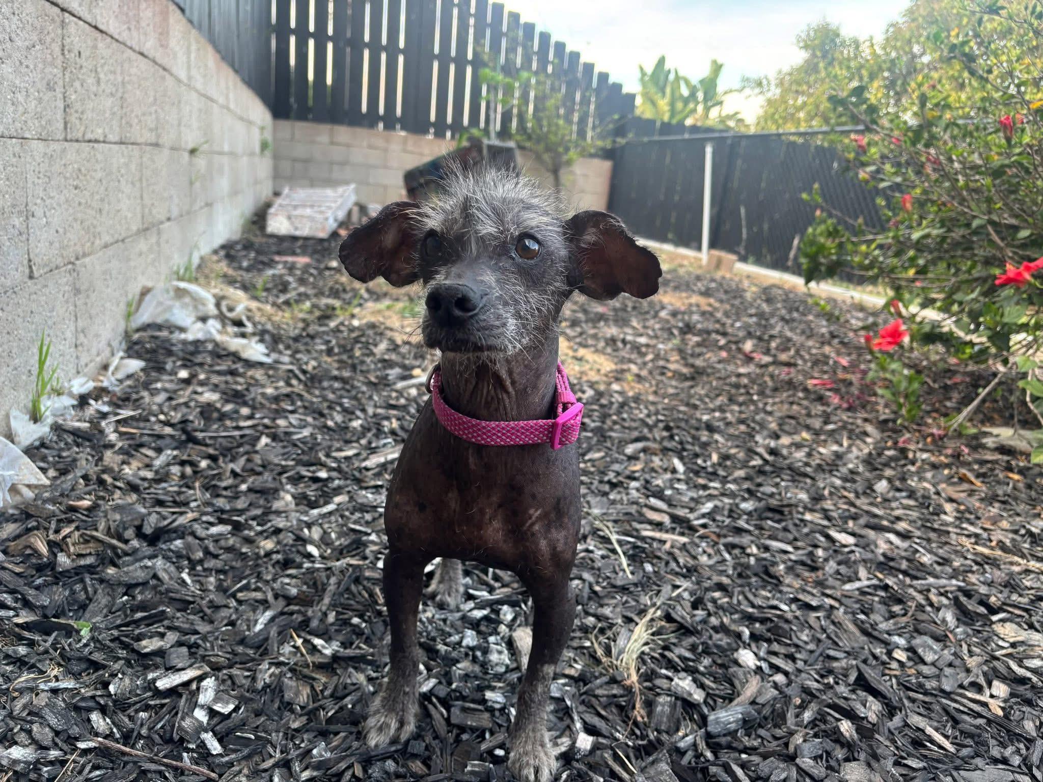 Enlarge Jack, an adopted Xoloitzcuintli / Mexican Hairless in Upland, CA image 2/4