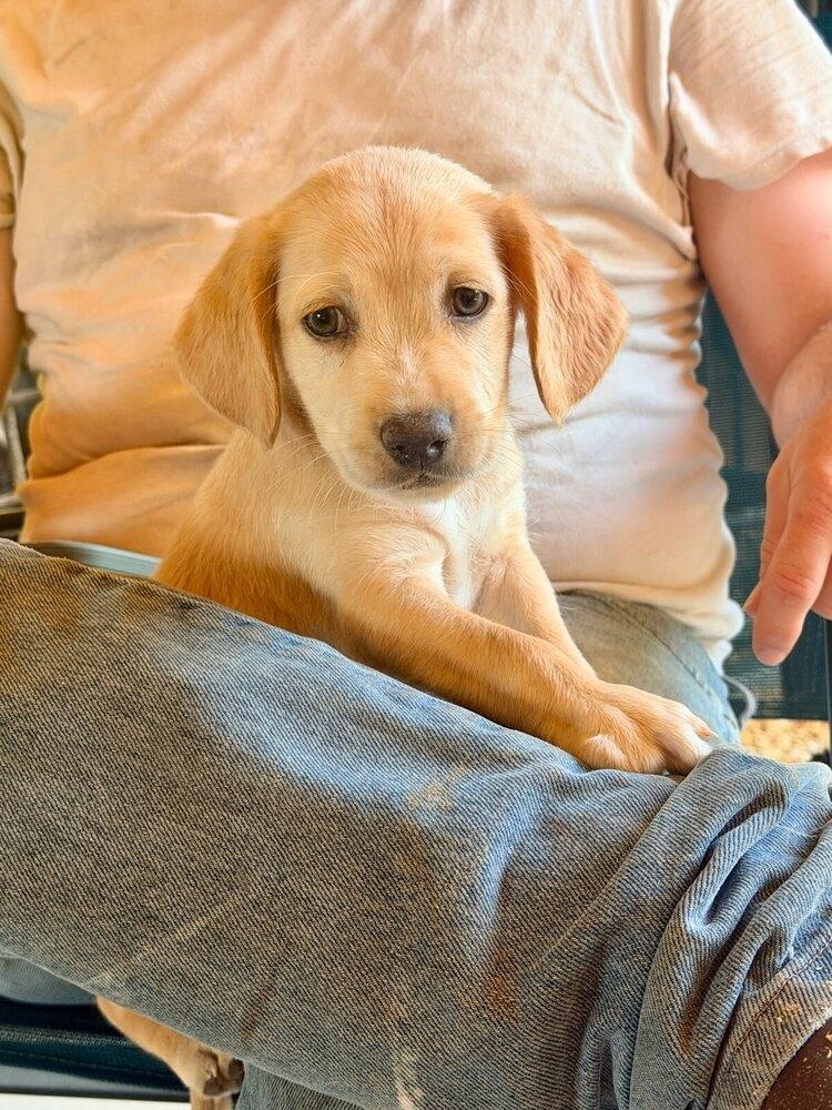 Daymondde / Manatee "Manny", Adoptable, Puppy Male Golden Retriever & Mixed Breed.