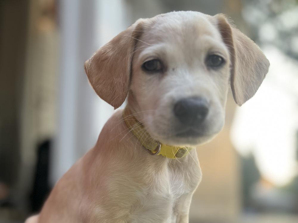 Daymondde / Manatee "Manny", a Adoptable mixed breed in Broomfield, CO image 2/6