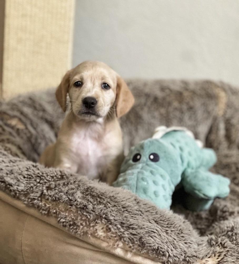 Daymondde / Manatee "Manny", a Adoptable mixed breed in Broomfield, CO image 3/6