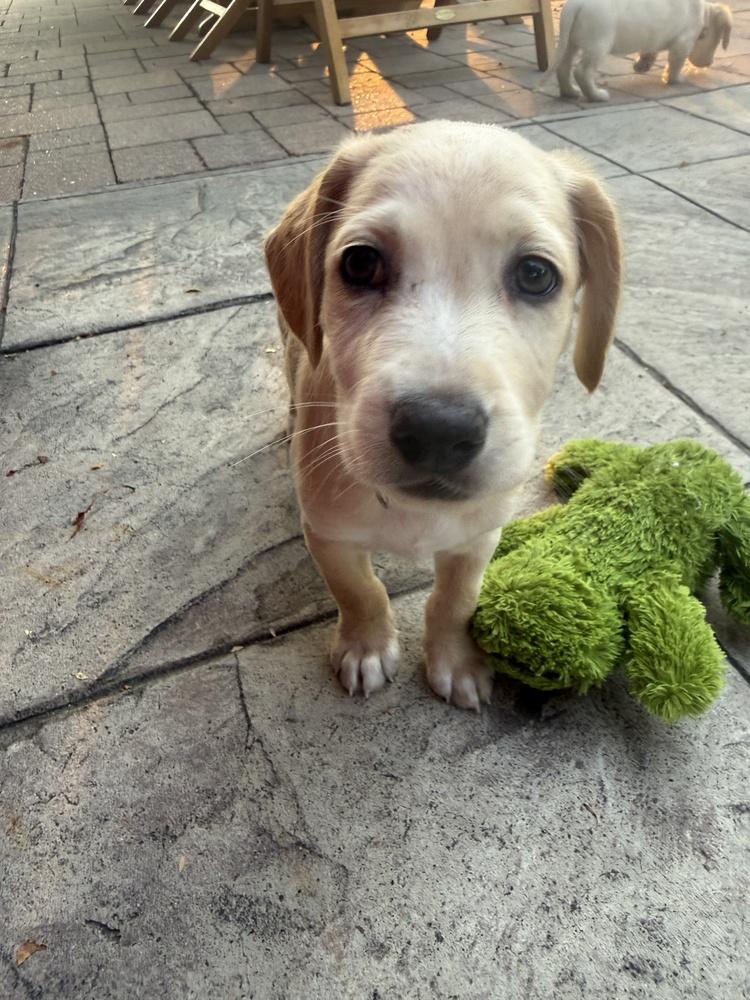Daymondde / Manatee "Manny", a Adoptable mixed breed in Broomfield, CO image 4/6