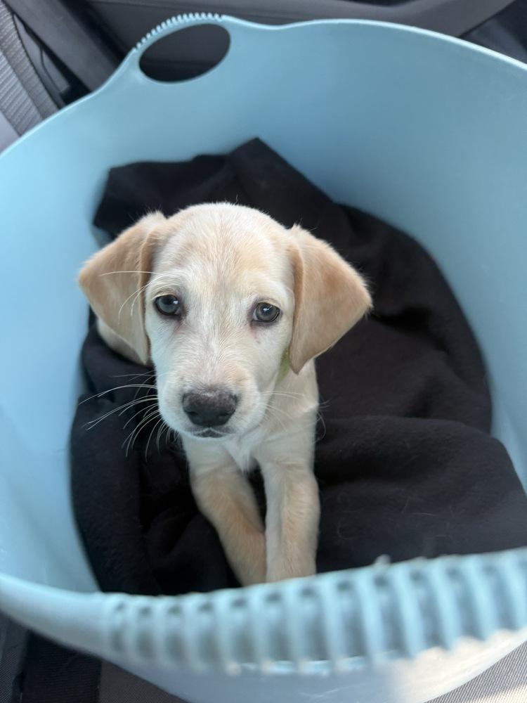 Daymondde / Manatee "Manny", a Adoptable mixed breed in Broomfield, CO image 5/6