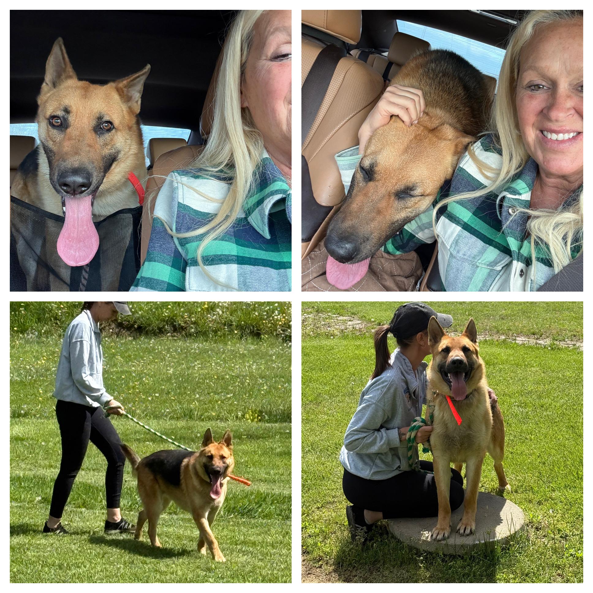 Dog for adoption - Ben, a German Shepherd Dog in Wilmington, NC | Petfinder