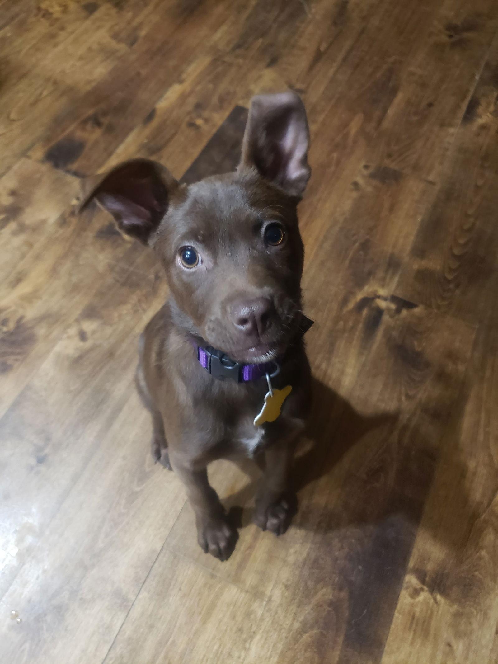 Enlarge Tanzee, a Adopted mixed breed in Salt Lake City, UT image 1/3