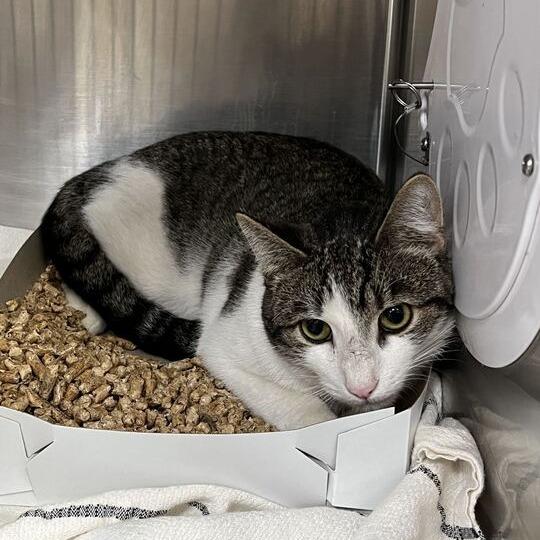 Patch, Adoptable, Adult Male Domestic Short Hair.