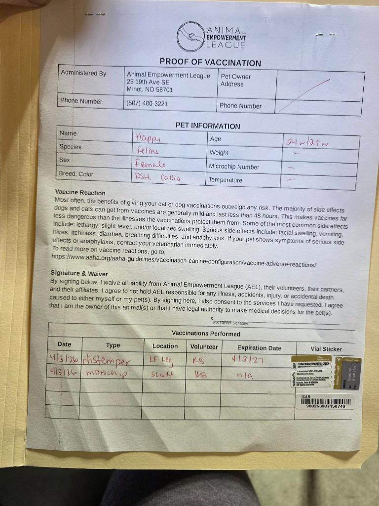 Happy, Adopted, Kitten Female Domestic Short Hair.