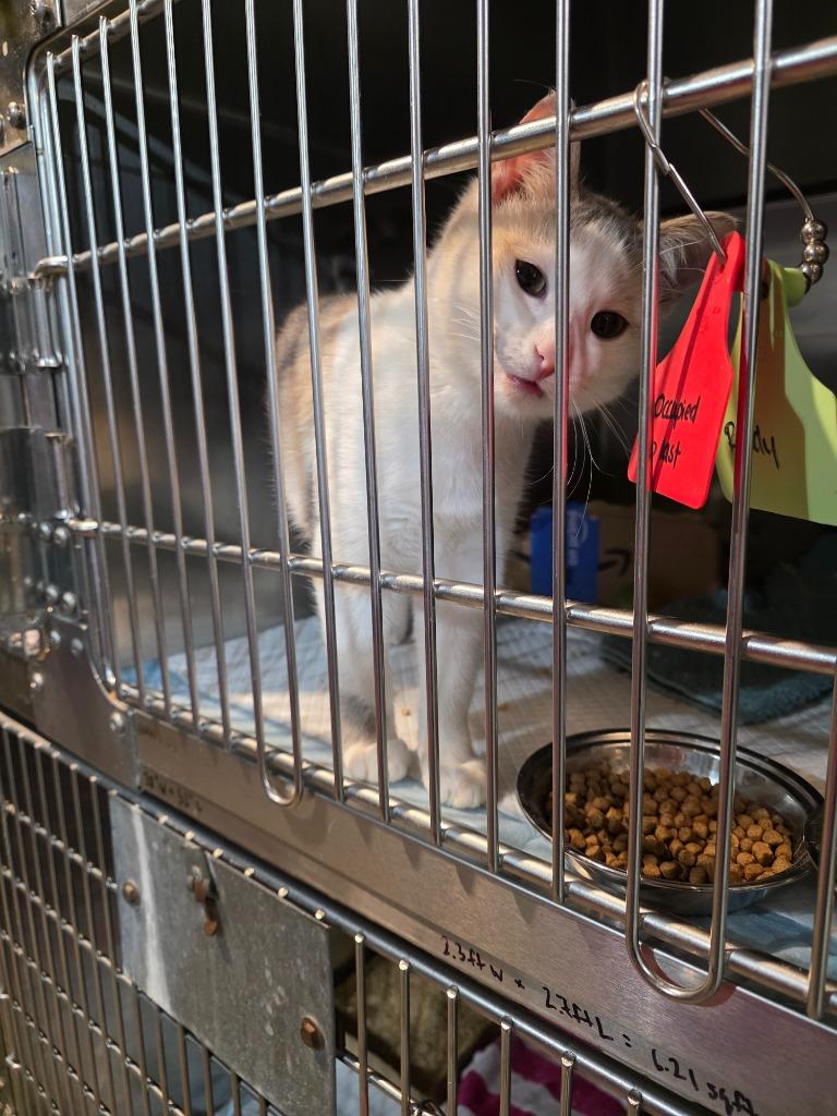 Enlarge Happy, a Adopted mixed breed in Minot, ND image 2/3