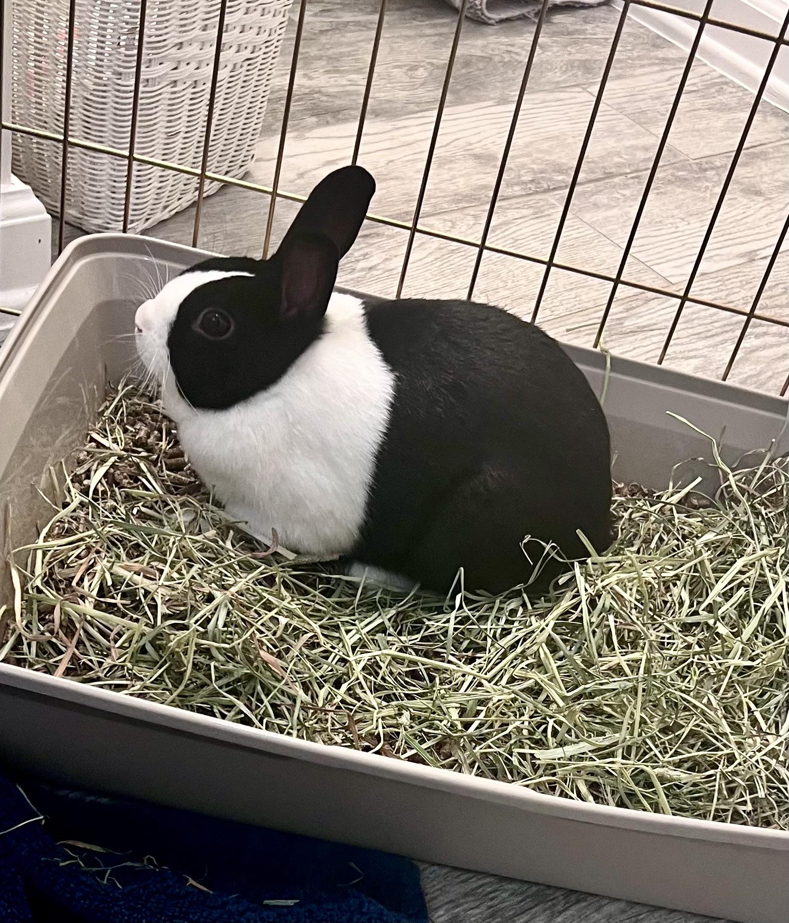 Enlarge Cleopatra, a Adoptable Dutch in Cream Ridge, NJ image 2/3