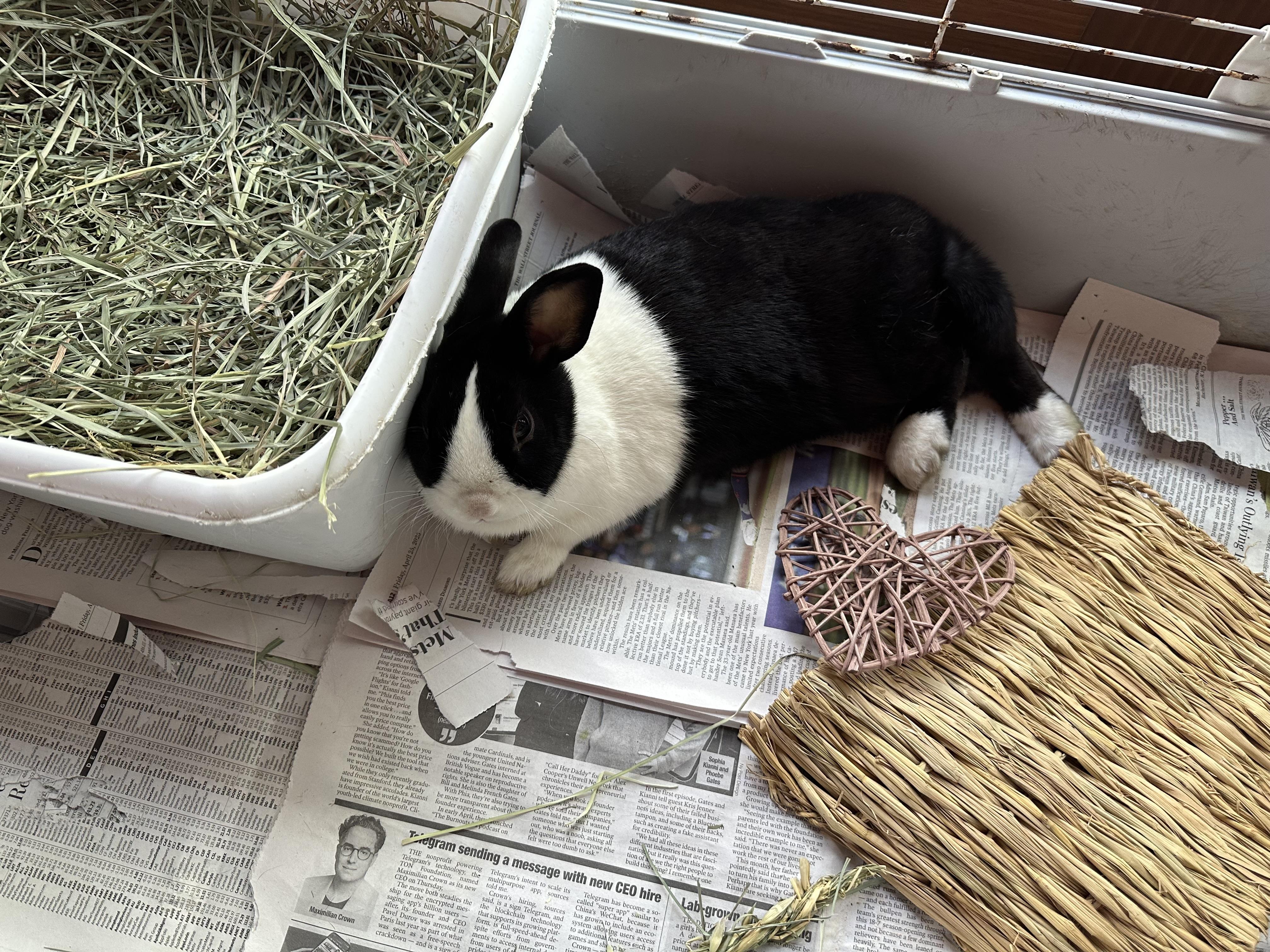 Enlarge Cleopatra, a Adoptable Dutch in Cream Ridge, NJ image 3/3