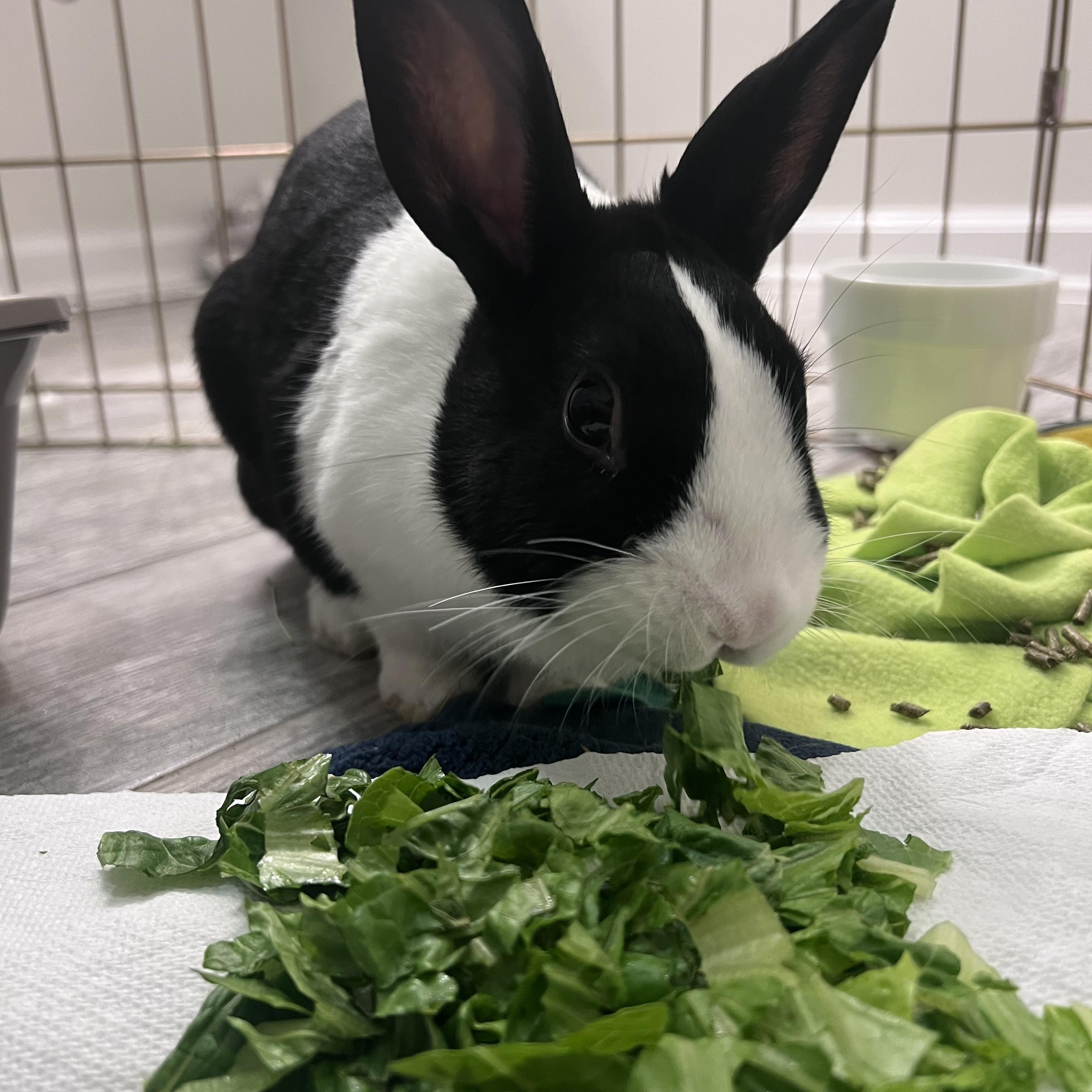 Enlarge Cleopatra, a Adoptable Dutch in Cream Ridge, NJ image 1/3