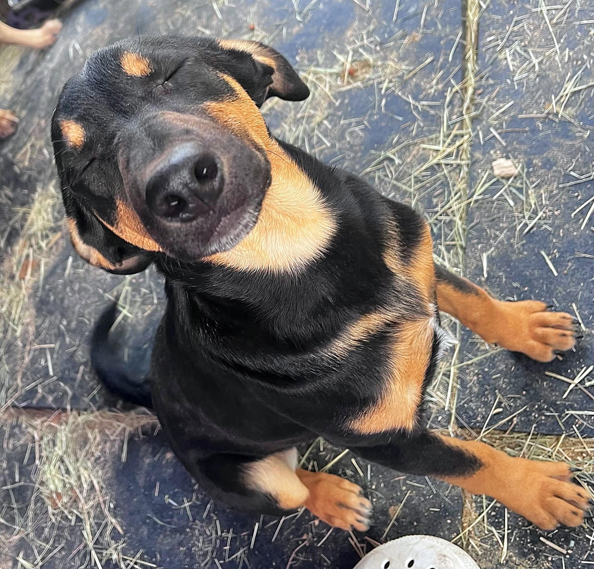 Harvest, Adopted, Adult Female Black Mouth Cur & Weimaraner.
