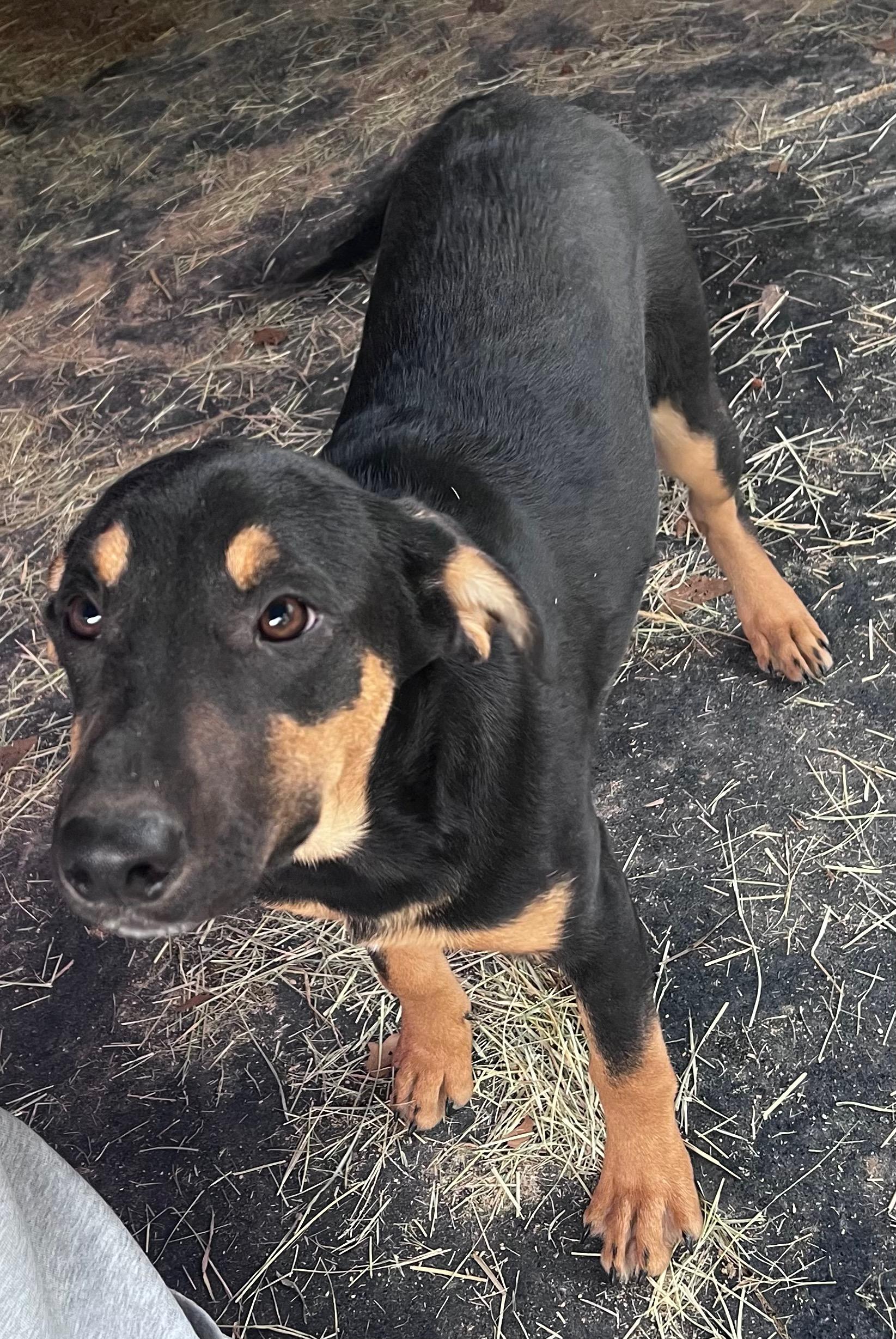 Enlarge Harvest, a Adopted mixed breed in Somerville, TX image 2/6