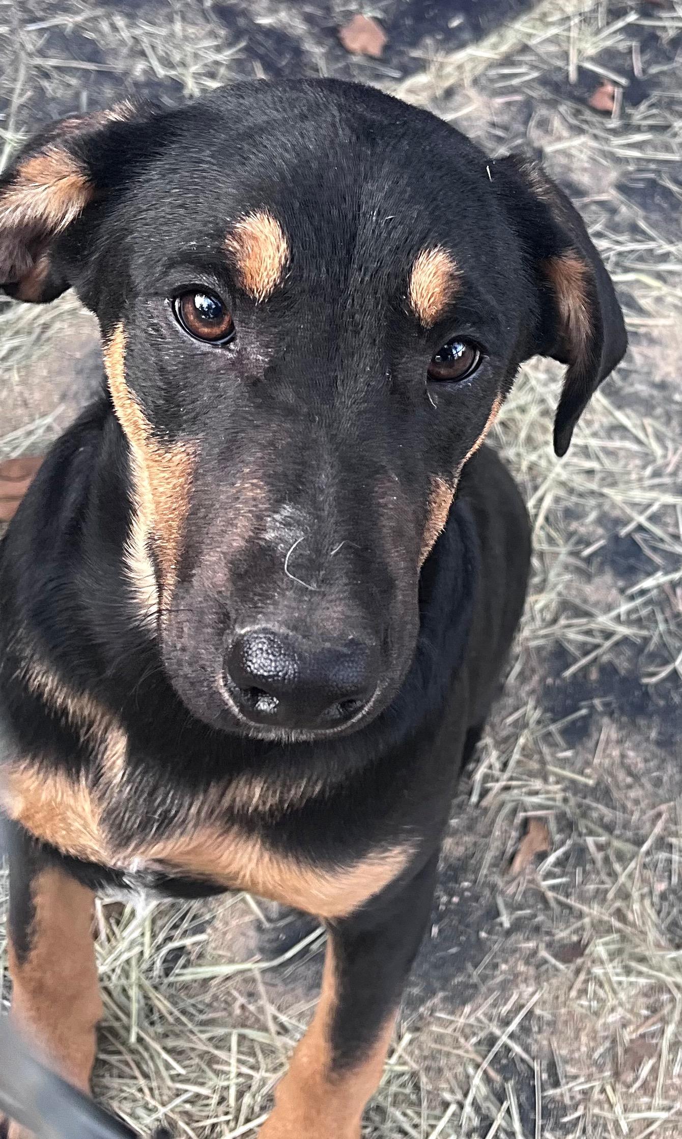 Enlarge Harvest, a Adopted mixed breed in Somerville, TX image 5/6