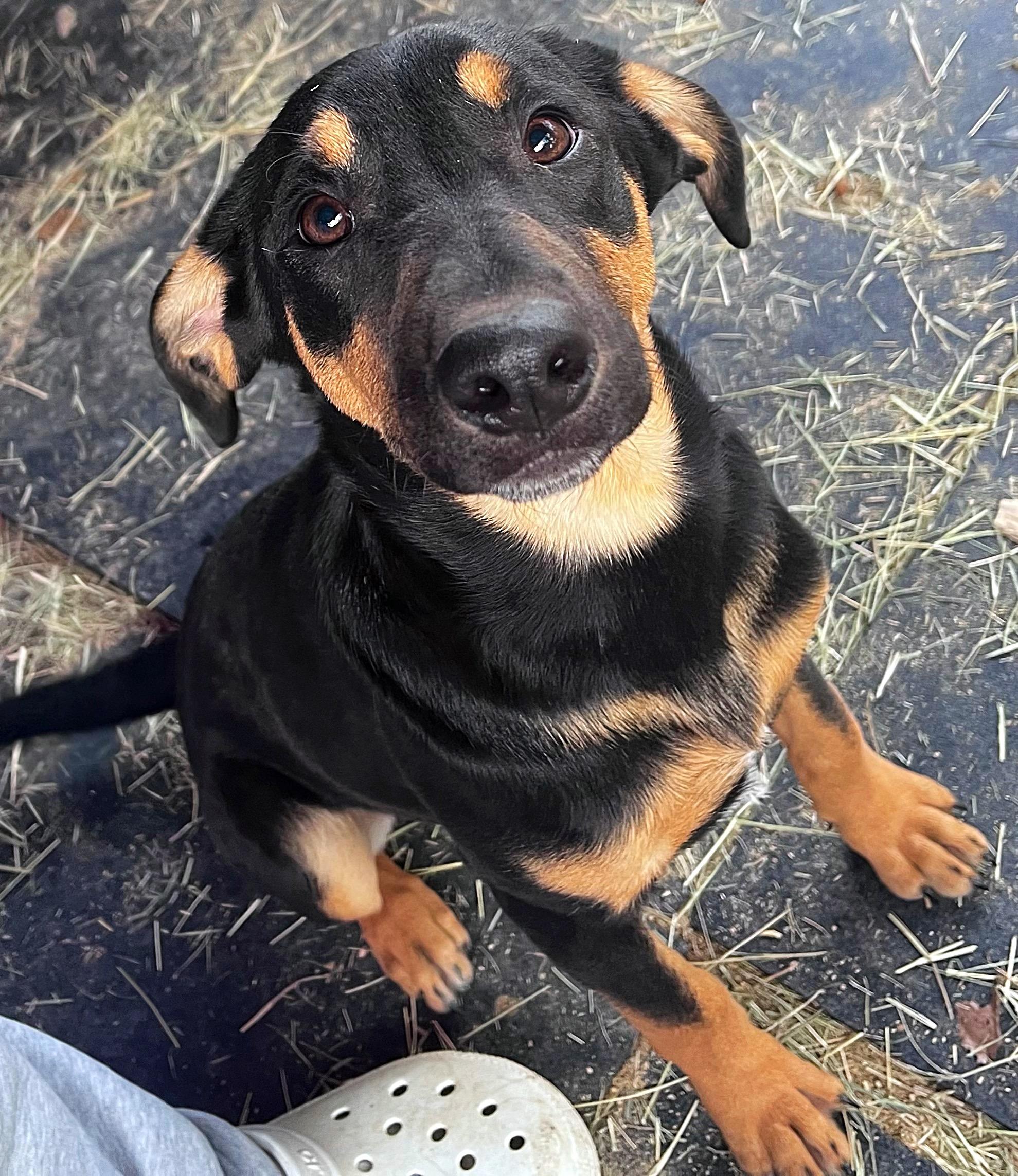Enlarge Harvest, a Adopted mixed breed in Somerville, TX image 6/6