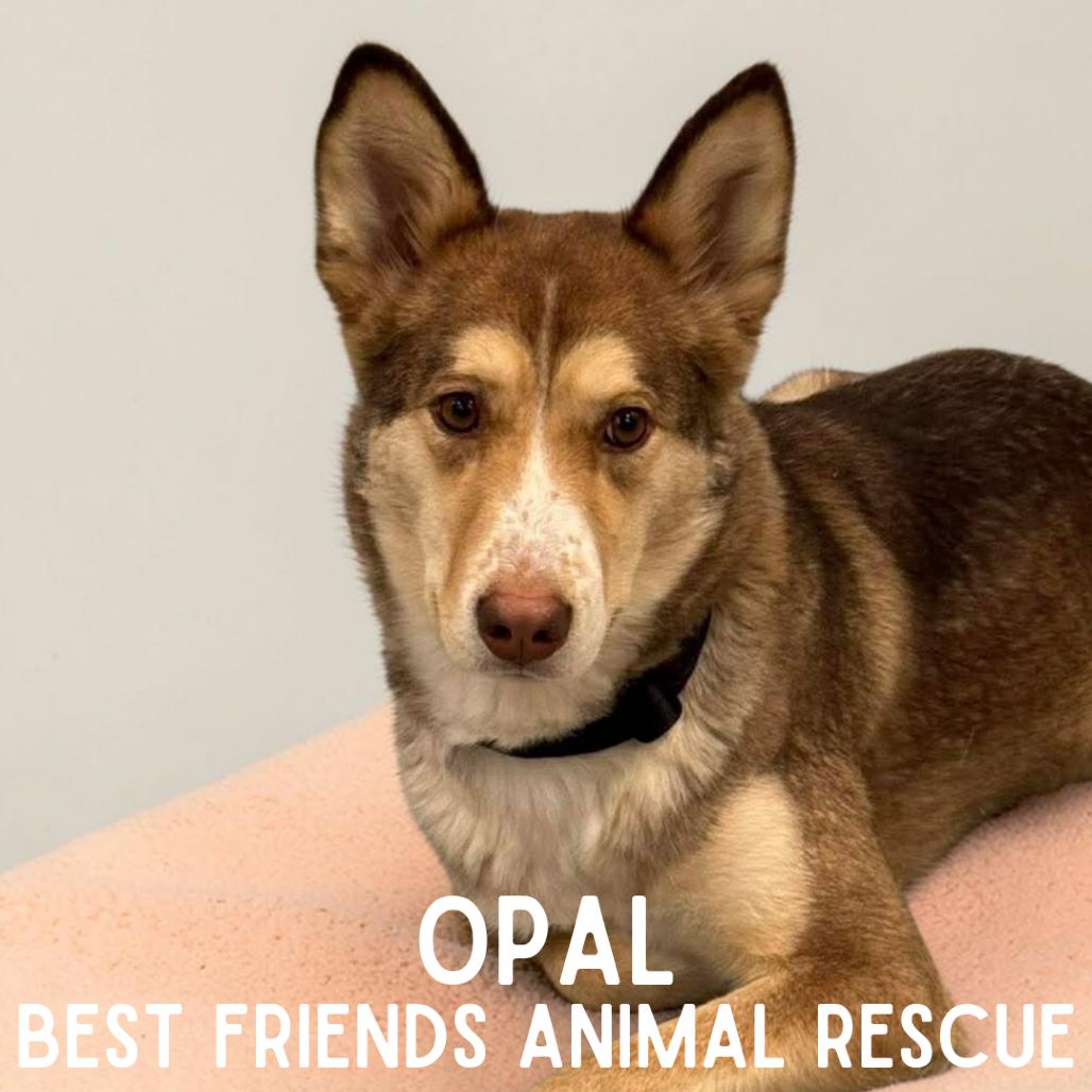 Opal, Adoptable, Adult Female Husky.