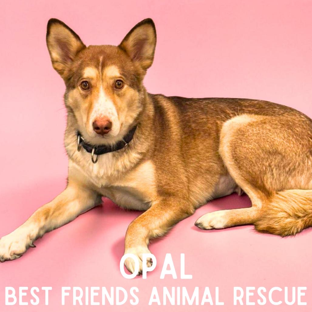 Enlarge Opal, a Adoptable Husky in Wasilla, AK image 2/6