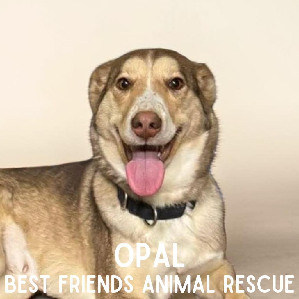 Enlarge Opal, a Adoptable Husky in Wasilla, AK image 3/6