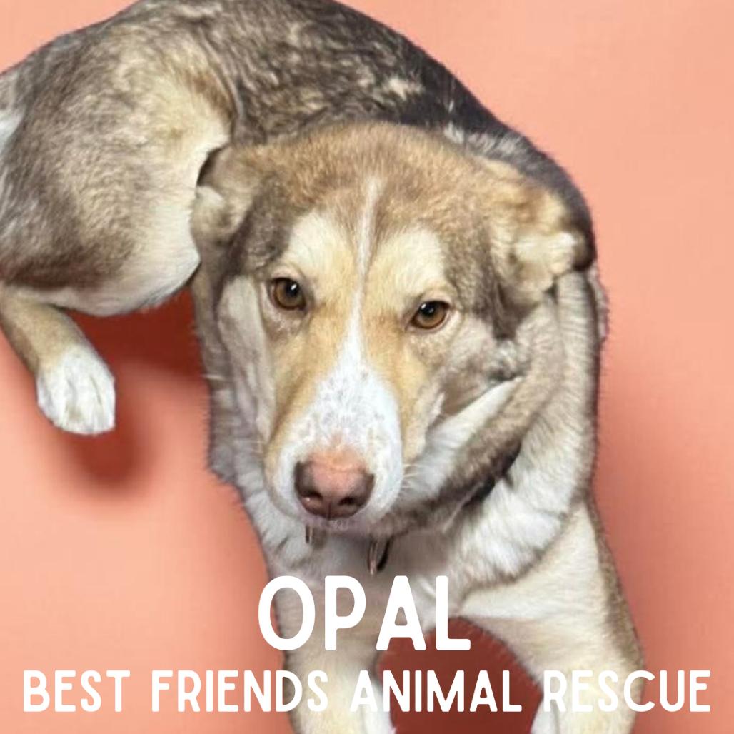Enlarge Opal, a Adoptable Husky in Wasilla, AK image 4/6