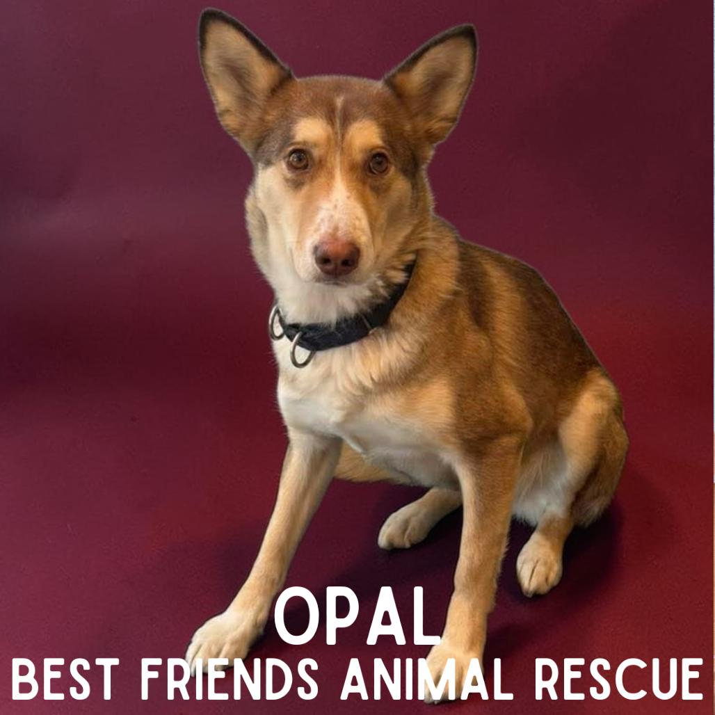 Enlarge Opal, a Adoptable Husky in Wasilla, AK image 5/6