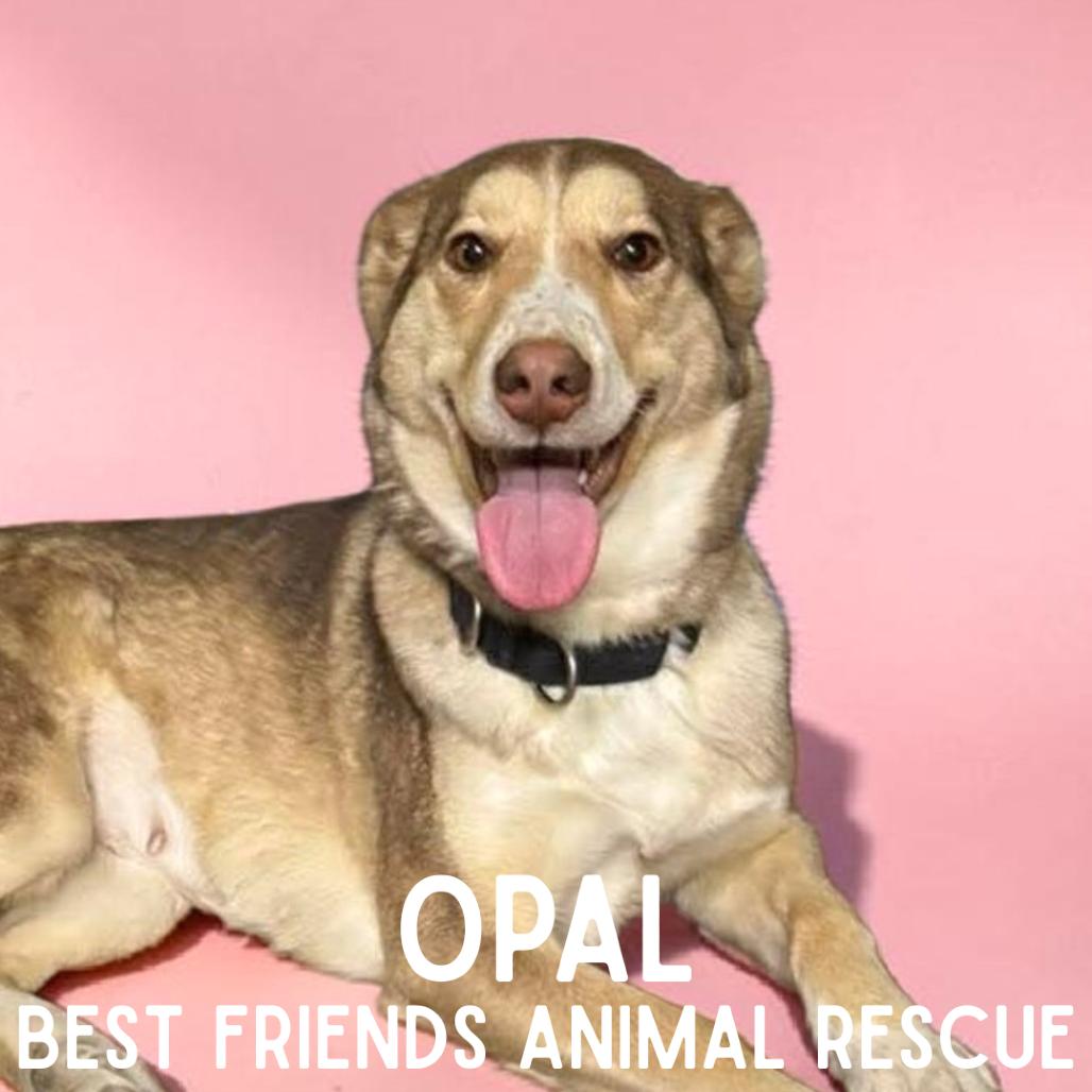 Enlarge Opal, a Adoptable Husky in Wasilla, AK image 6/6