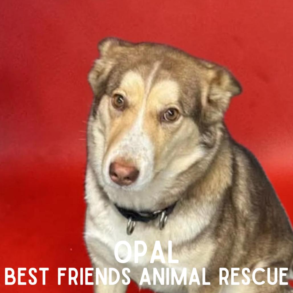 Enlarge Opal, a Adoptable Husky in Wasilla, AK image 6/6