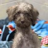 Ali, an adopted mixed breed in Portsmouth, OH image 1/2