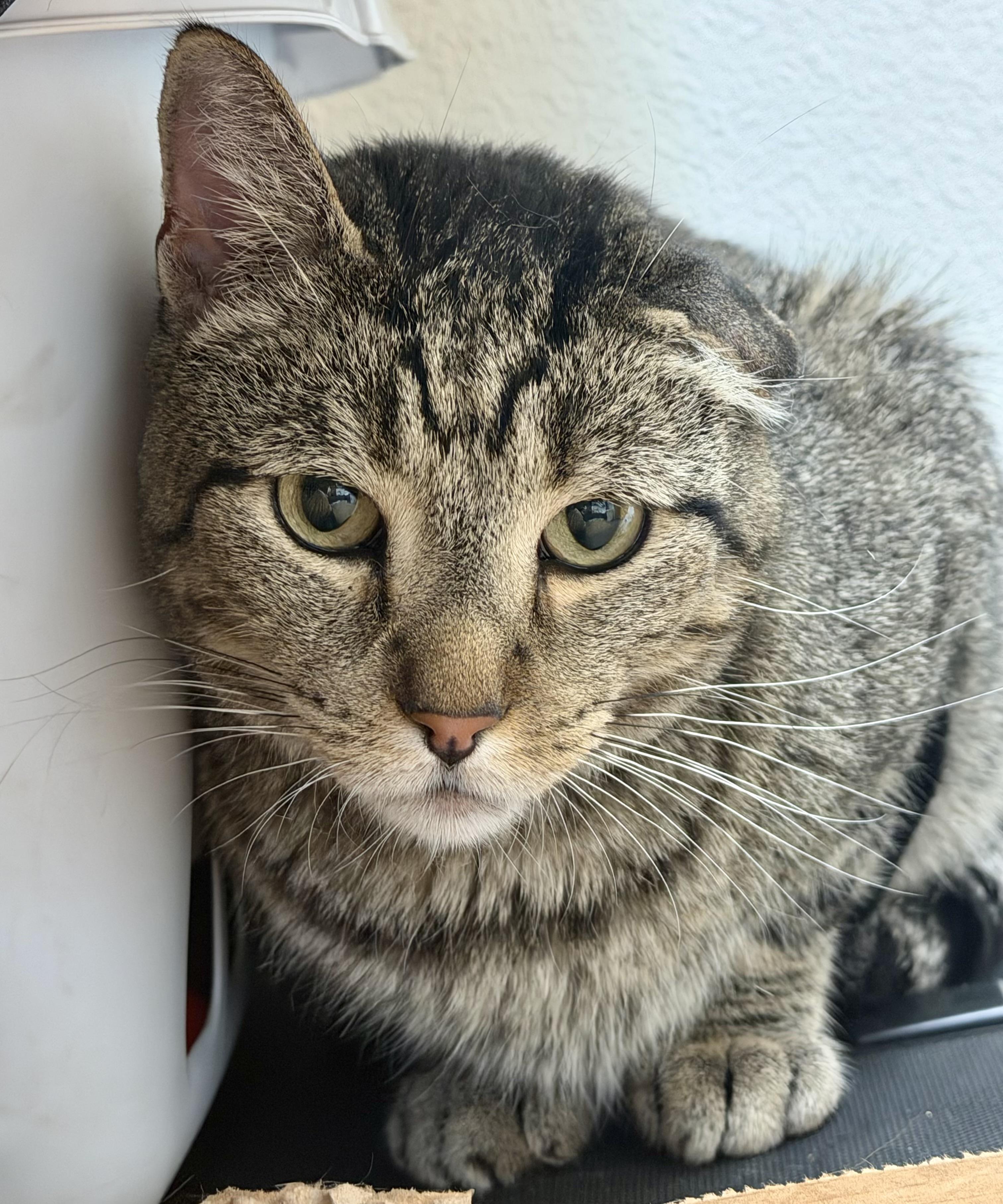 Enlarge Nego, a Adoptable mixed breed in Pocatello, ID image 6/6