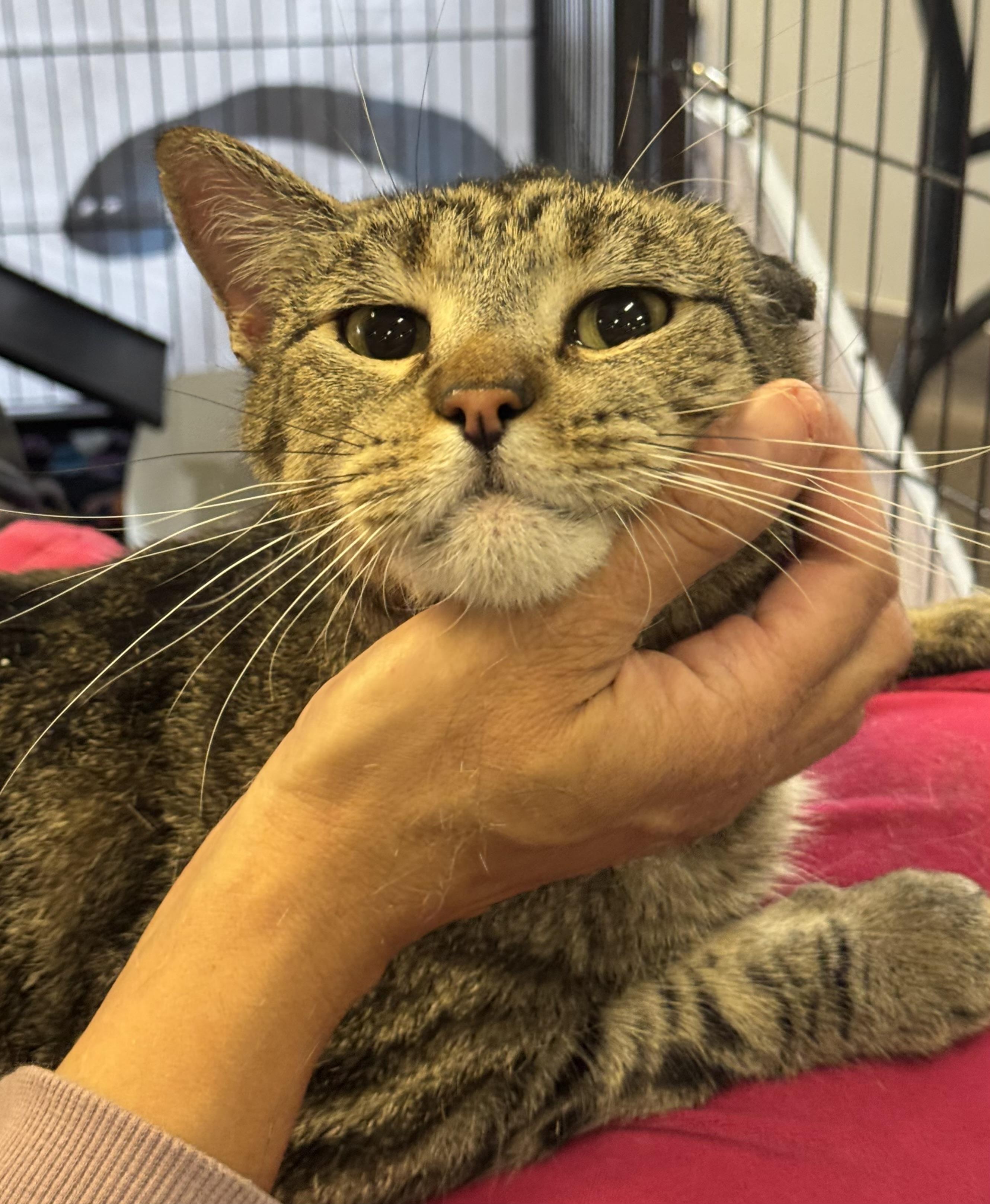 Enlarge Nego, a Adoptable mixed breed in Pocatello, ID image 1/6