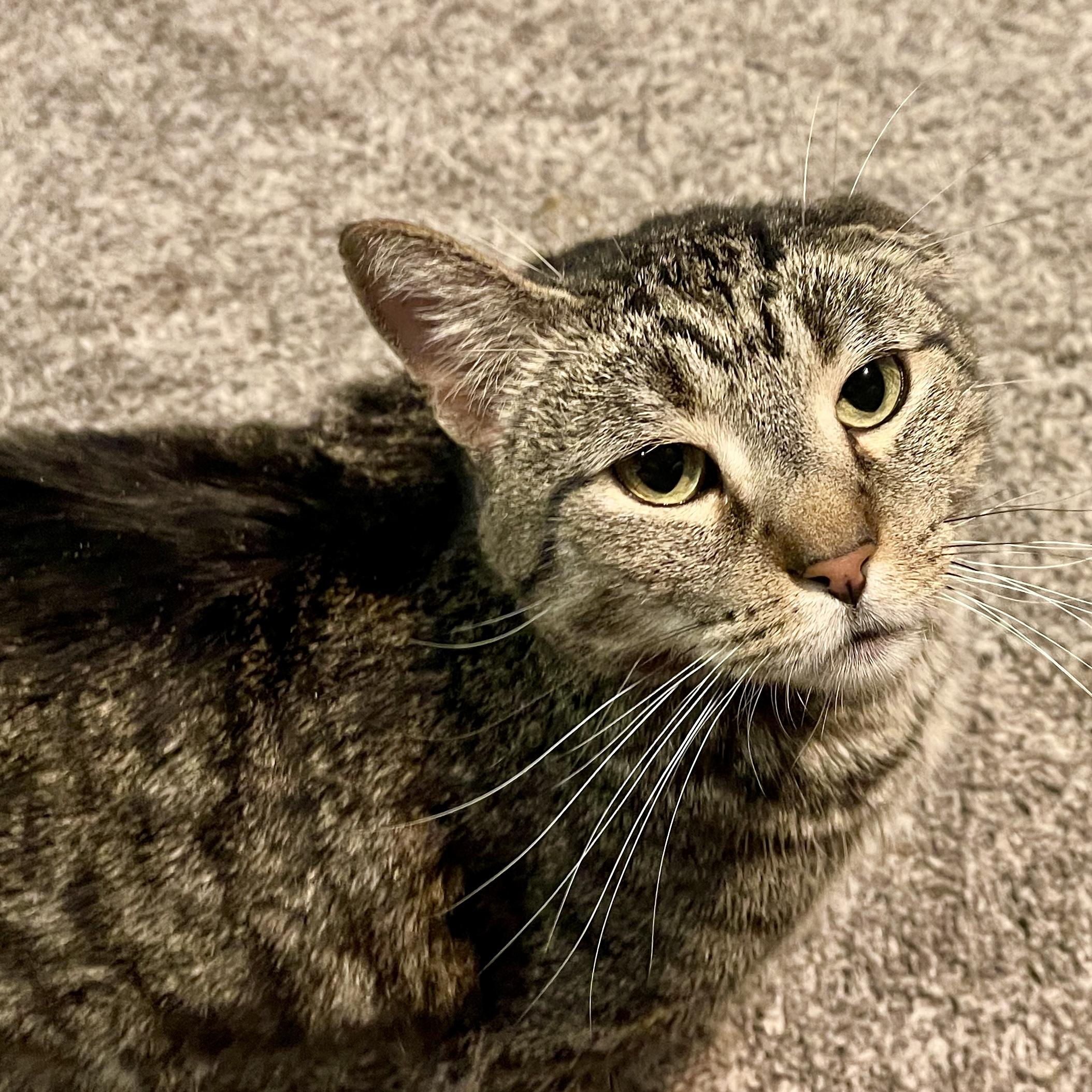 Nego, a Adoptable mixed breed in Pocatello, ID image 1/4