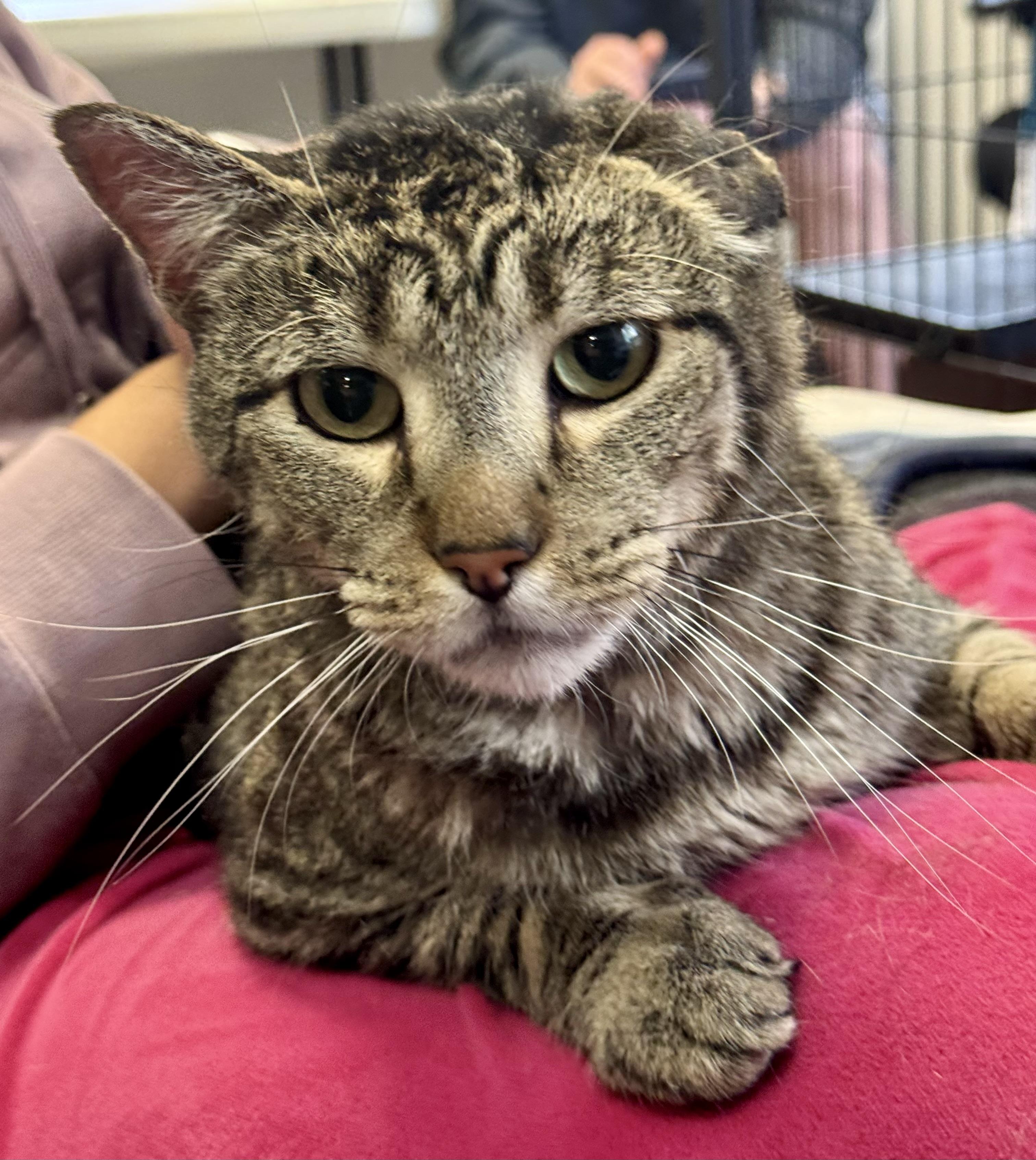 Enlarge Nego, a Adoptable mixed breed in Pocatello, ID image 2/6