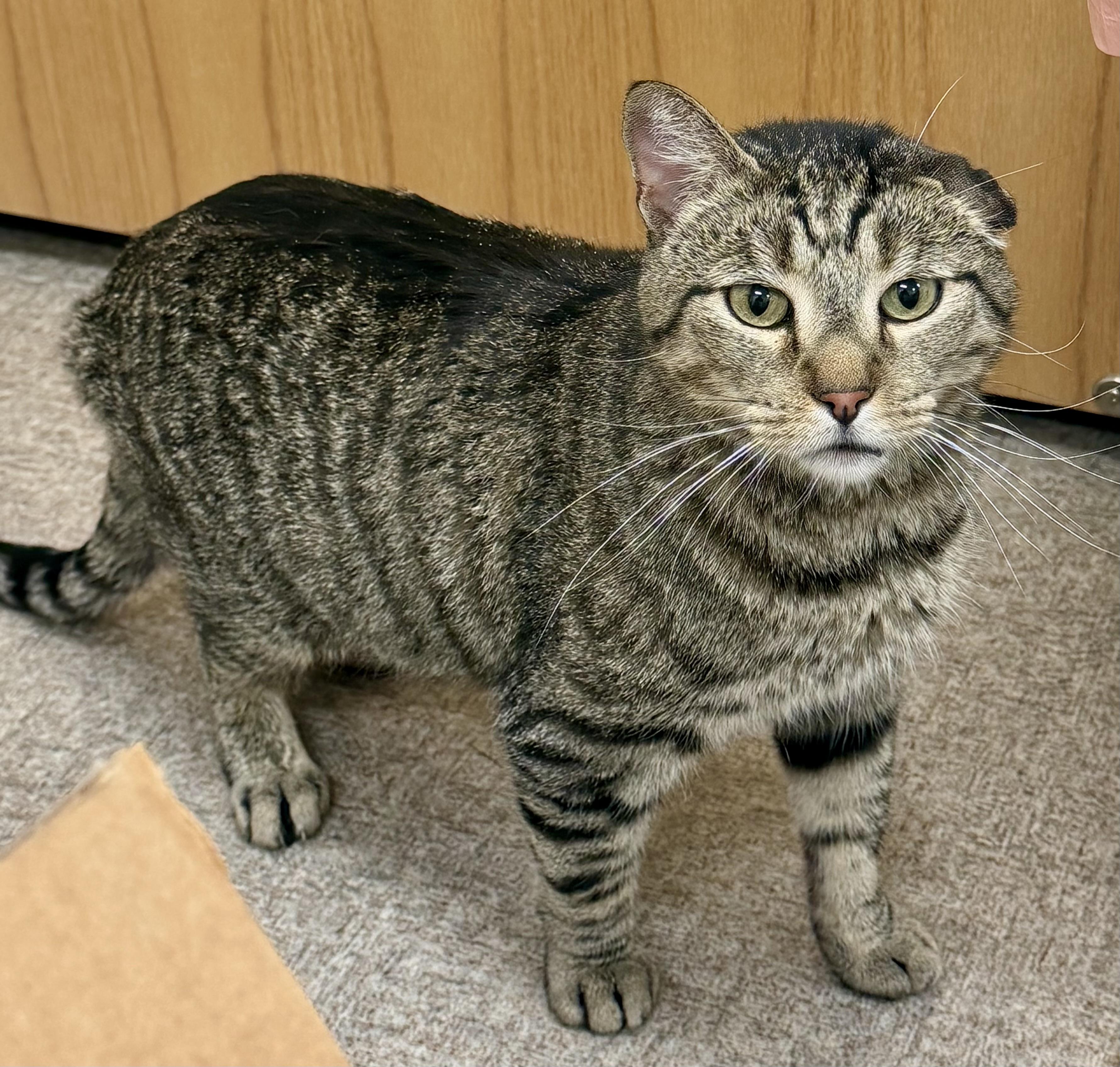 Nego, Adoptable, Adult Male Domestic Short Hair.