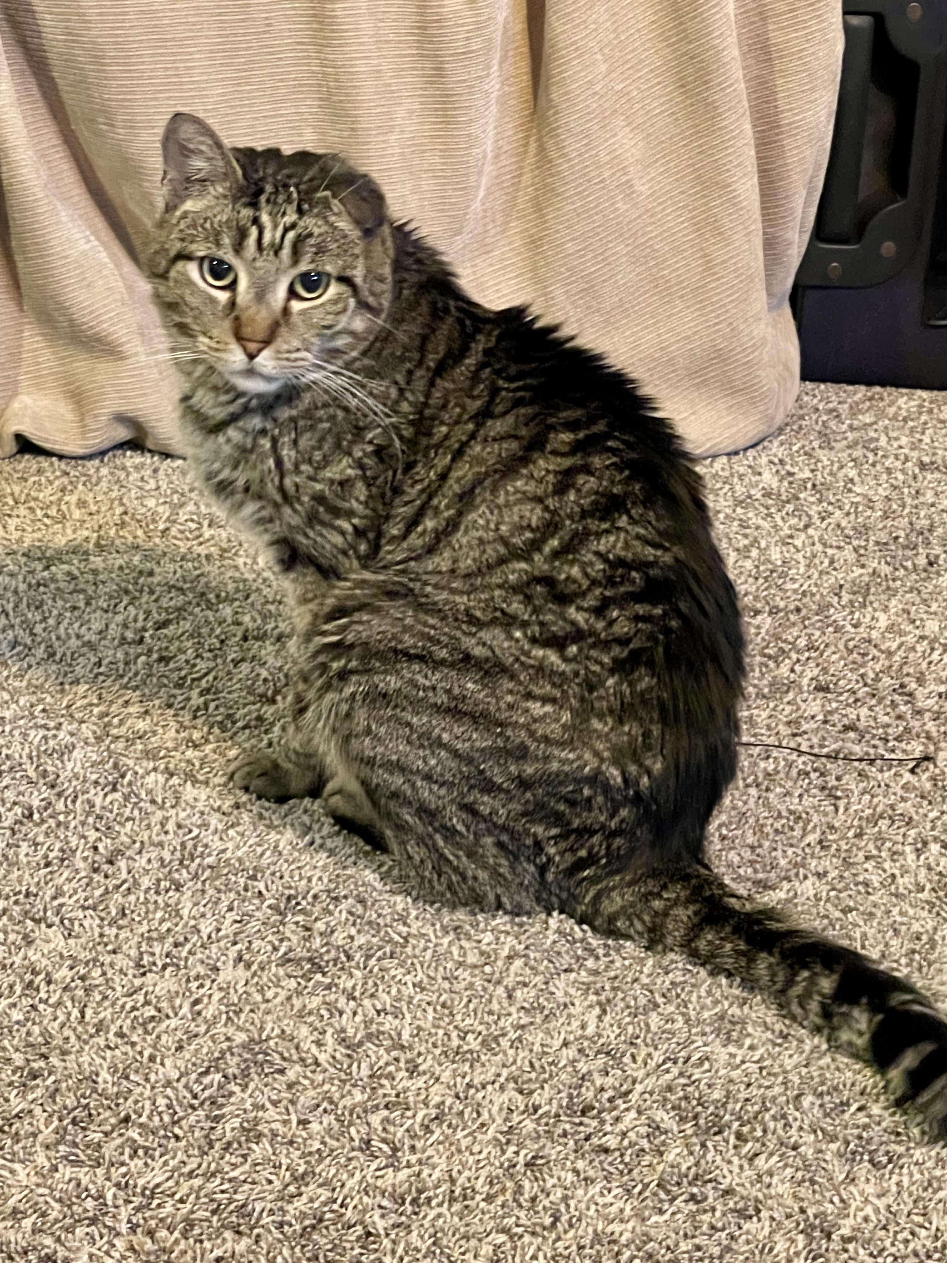 Nego, a Adoptable mixed breed in Pocatello, ID image 3/4