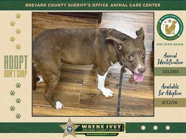 Hawk, Adoptable, Senior Male Mixed Breed.