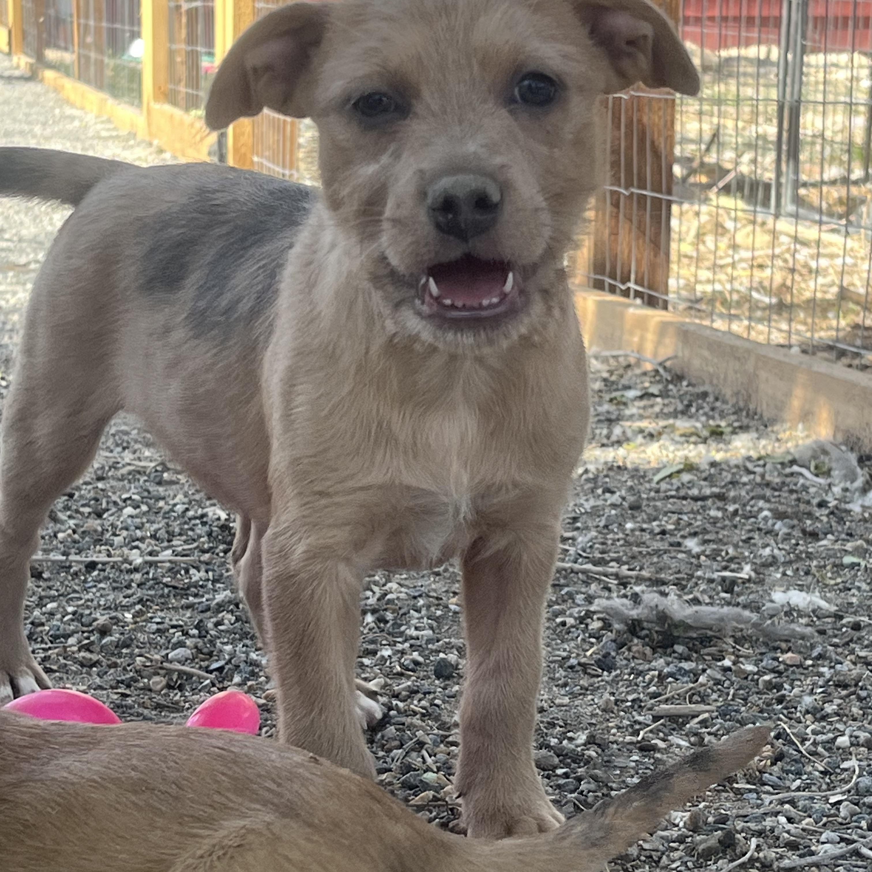 Enlarge Brigitta, a Adoptable mixed breed in Longmont, CO image 1/1