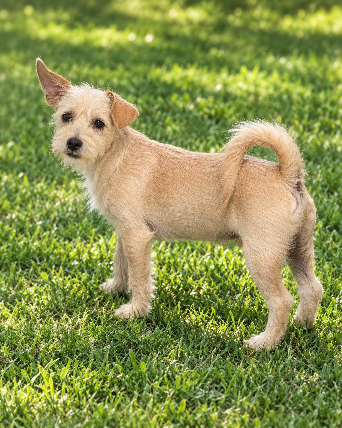 Enlarge Sonny, a Adoptable mixed breed in Georgetown , CA image 1/1