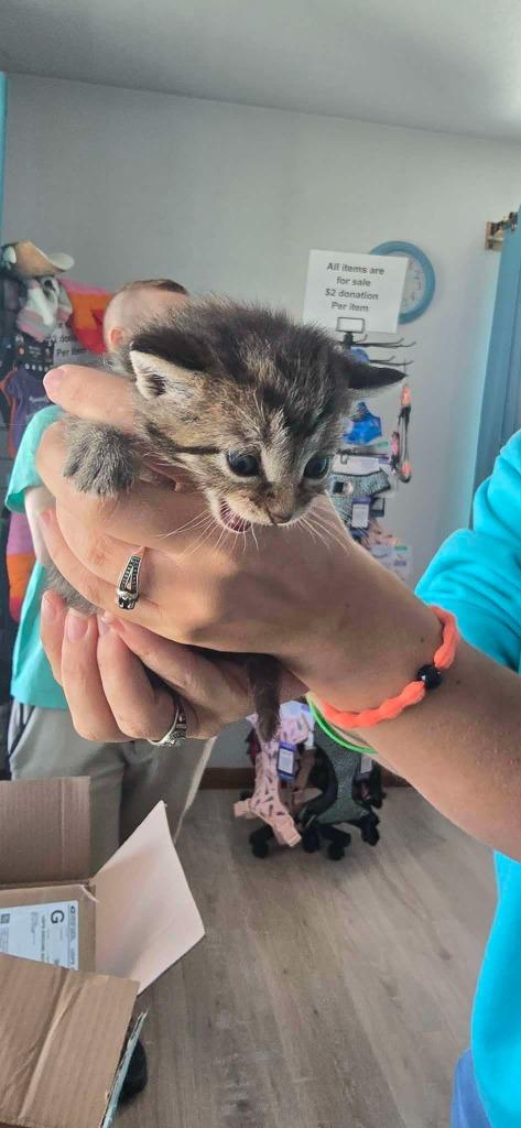 Frito, Adoptable, Kitten Female Domestic Short Hair.