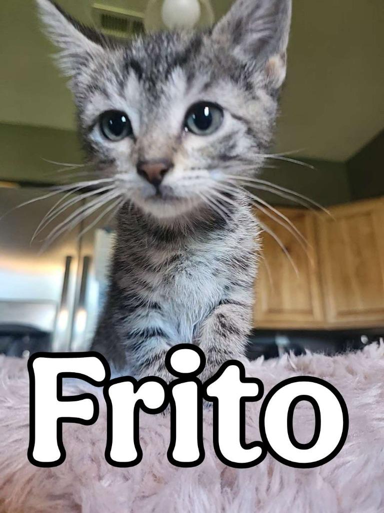 Enlarge Frito, a Adoptable Domestic Short Hair in Hillsboro, OH image 2/3