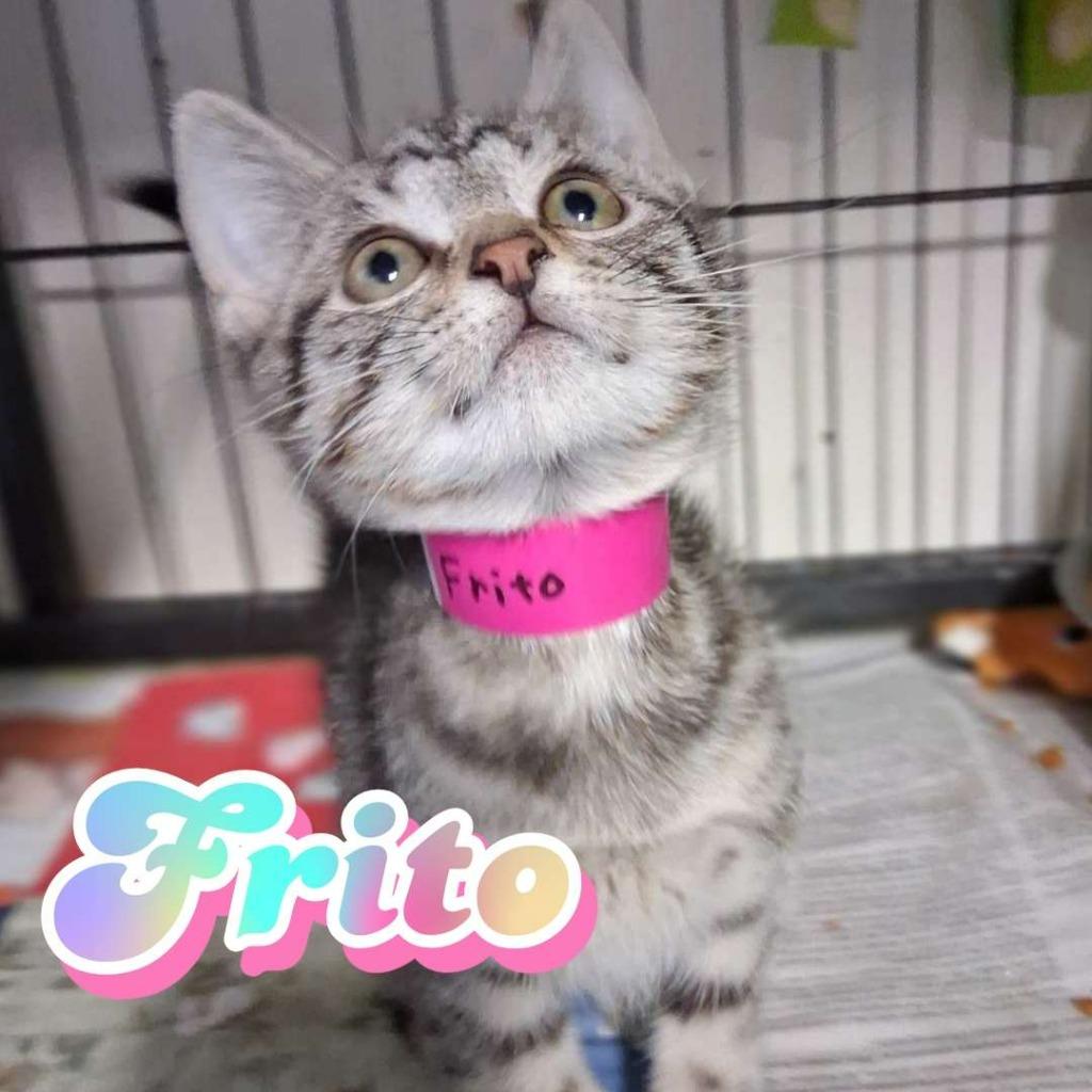 Enlarge Frito, a Adoptable Domestic Short Hair in Hillsboro, OH image 3/3