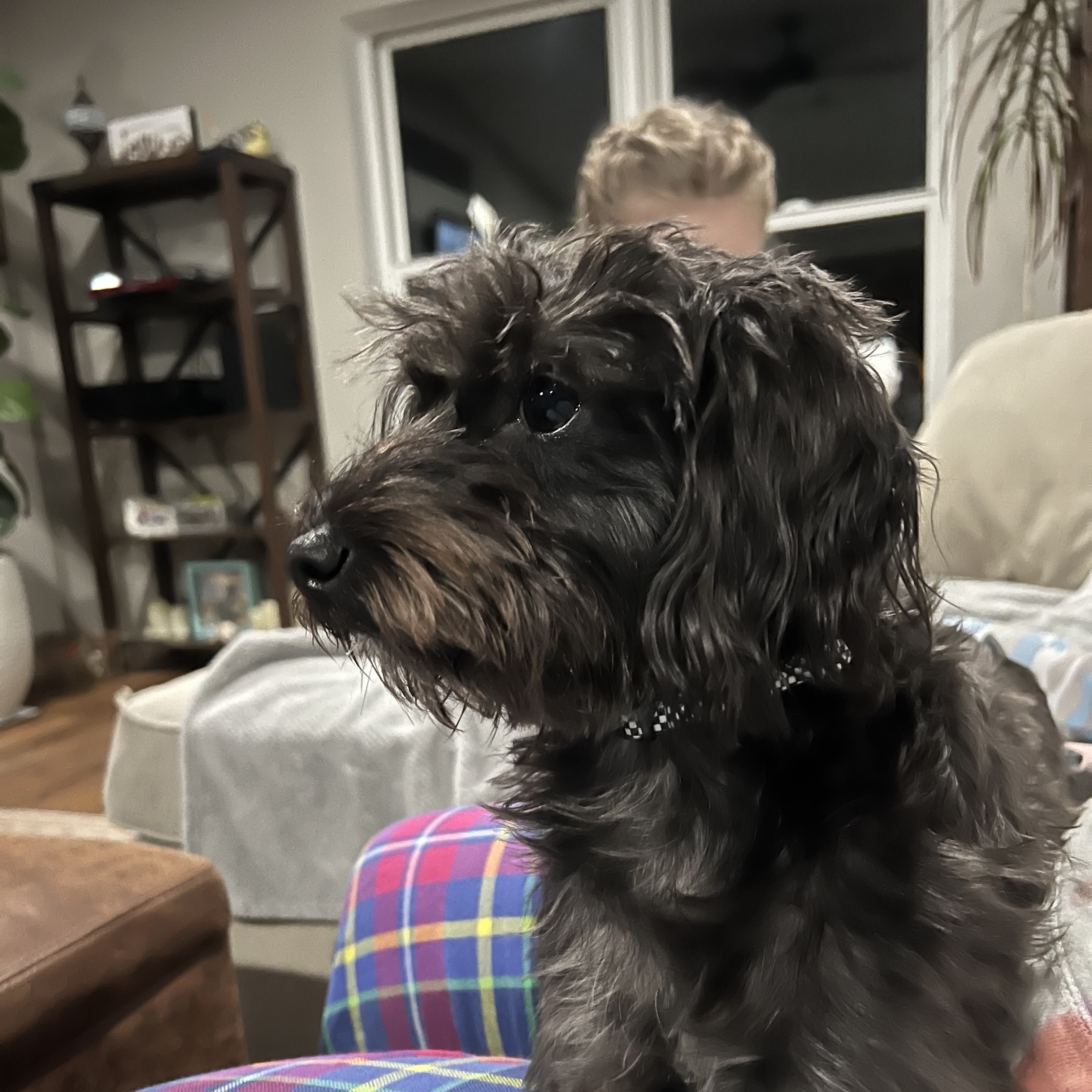 Enlarge Daisy Mae, a Adopted mixed breed in Pittsburgh, PA image 1/3